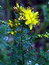 Hypericum perforatum (Pflanze), Johanniskraut-Art, Färbepflanze, Färberpflanze, Pflanzenfarben,  färben, Klostergarten Seligenstadt